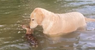Virginia Dog Saves Fawn From Drowning and Refuses to Leave Its Side: He 'Kept Caring For It'