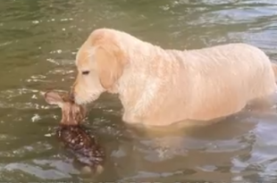 Virginia Dog Saves Fawn From Drowning and Refuses to Leave Its Side: He 'Kept Caring For It'