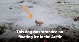 Watch: One-year-old dog rescued by sailors after being stranded on floating ice in the Arctic