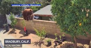 WATCH: 17-year-old pushes protective mama bear out of yard to save her family's dogs
