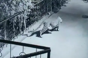 Leopard enters Nashik home, takes away pet dog. Chilling moment captured