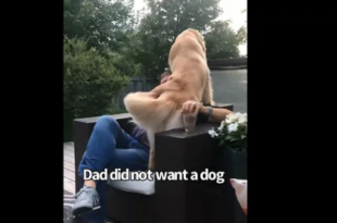 This is how a dad interacts with a dog he didn’t want. Cute video goes viral