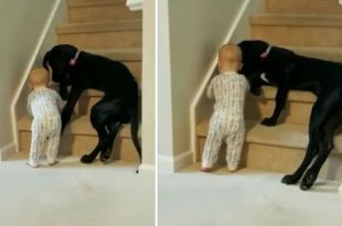 Pet dog stops toddler from climbing stairs. Internet loves heartwarming viral video