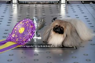 The Controversy Over "Wasabi" The Pekingese Winning Westminster Dog Show