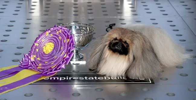 The Controversy Over "Wasabi" The Pekingese Winning Westminster Dog Show