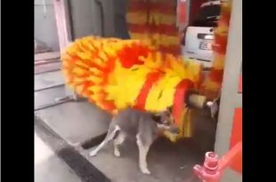 Watch: Dog gets himself scrubbed and cleaned at car wash