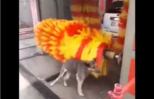 Watch: Dog gets himself scrubbed and cleaned at car wash