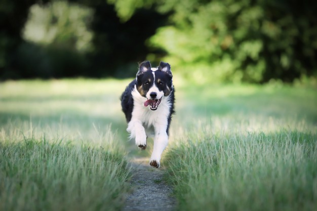 Tips For Finding A Lost Dog In India
