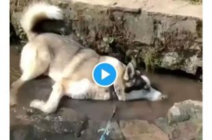 Viral Video: This Dog Enjoying its Day Out and Blowing Bubbles on a Water Stream is the Cutest Thing You’ll Watch Today