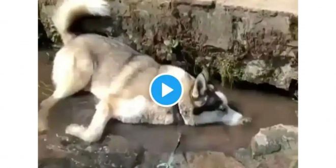 Viral Video: This Dog Enjoying its Day Out and Blowing Bubbles on a Water Stream is the Cutest Thing You’ll Watch Today