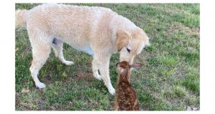 Baby Deer Visits Dog Who Saved It From Drowning. We're Not Crying, You Are