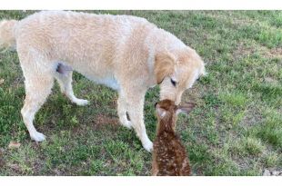 Baby Deer Visits Dog Who Saved It From Drowning. We're Not Crying, You Are