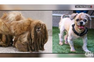 Stray dog is unrecognizable after 6 pounds of hair is removed