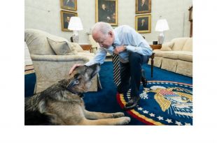 President Biden's Dog Champ Dies