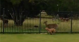 Viral Video: This Dog and a Deer Playing and Racing Each Other is the Best Thing in the Internet Today