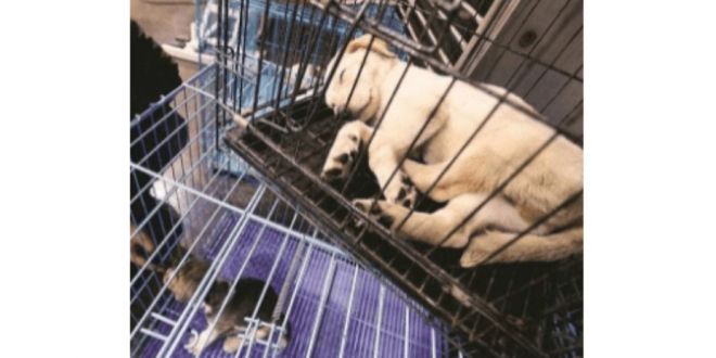 GHMC To Take Action Against Unregistered Pet Shops In Hyderabad | DogExpress