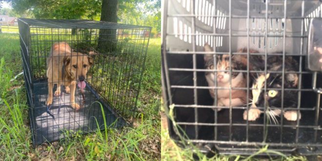 At least 100 cats, 1 dog rescued in 'largest cat hoarding case in the history of Arkansas'