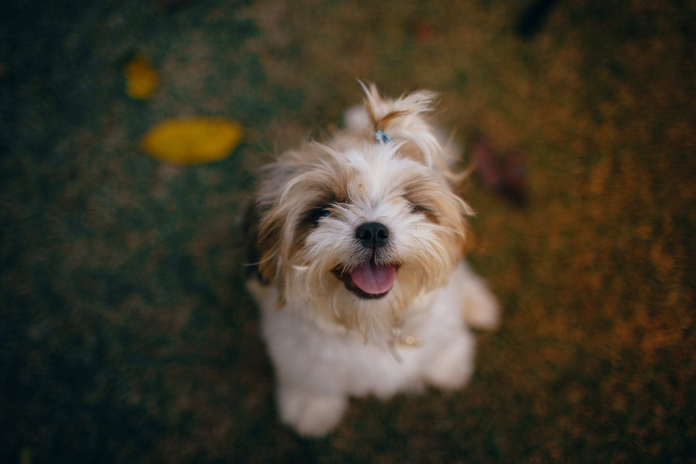 15 Things Need to Know Before Getting a Yorkshire Terrier