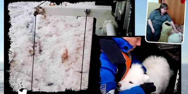 Dog stranded on floating ice in the Arctic rescued by Russian sailors. Watch video