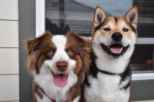 Owner captures adorable footage of two dog best friends reuniting after a year apart