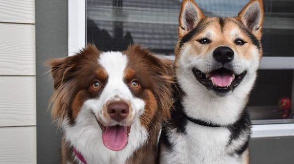 Owner captures adorable footage of two dog best friends reuniting after a year apart