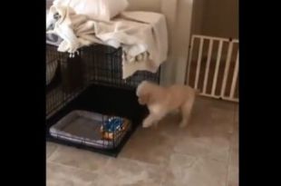Dog’s reaction after barking for the ‘first time’ makes people giggle. Watch viral clip