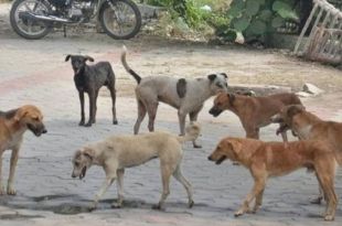 To tackle stray dog menace, PMC to set up 7 sterilisation centres