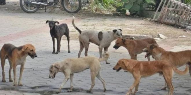 To tackle stray dog menace, PMC to set up 7 sterilisation centres