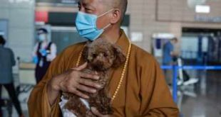 Chinese monk who saved 8,000 strays is dog's best friend