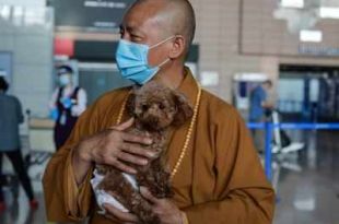 Chinese monk who saved 8,000 strays is dog's best friend