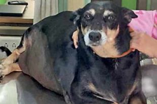 Maharashtra: After 5 years of difficulty in even standing, dog walks around post-bariatric surgery
