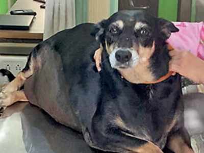 Maharashtra: After 5 years of difficulty in even standing, dog walks around post-bariatric surgery