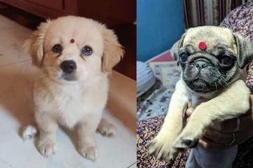'Poodleshwari Devi': Pet Dogs Flaunting 'Bindi' in Desi Twitter Trend will Make Your Day