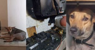 Pet dog saves family from fire in Greater Noida, raises alarm in nick of time