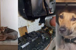 Pet dog saves family from fire in Greater Noida, raises alarm in nick of time