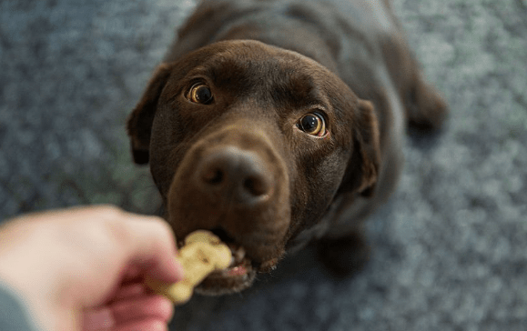 Dogs Don’t Return the Favor After Fed By Strangers