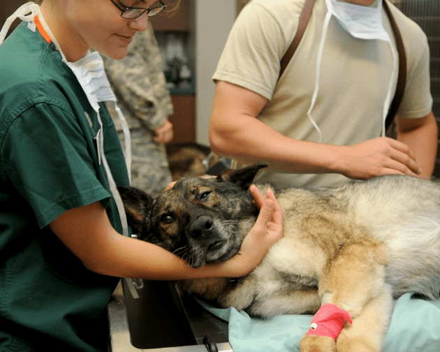 Schedule a Monthly Vet’s Appointment