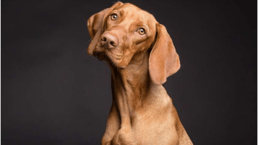 Dogs Know When People Lie, Study By University Of Vienna Suggests