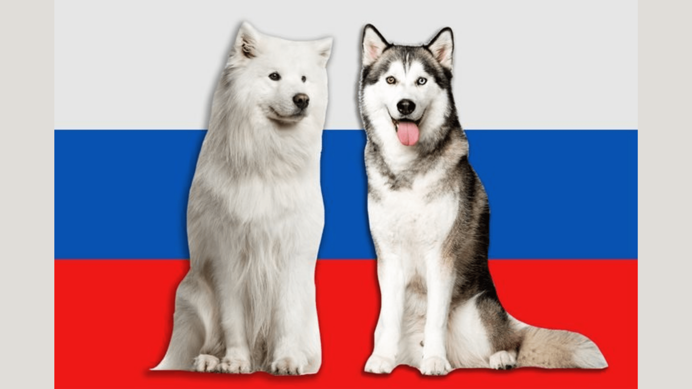 Know about 5 Stately Russian Dog Breeds