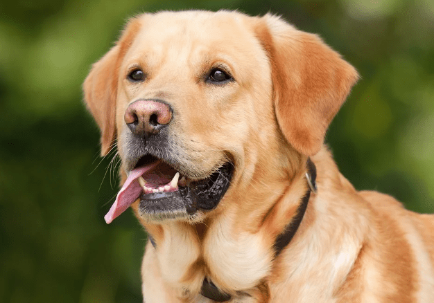 What Are The Remedies For Kennel Cough