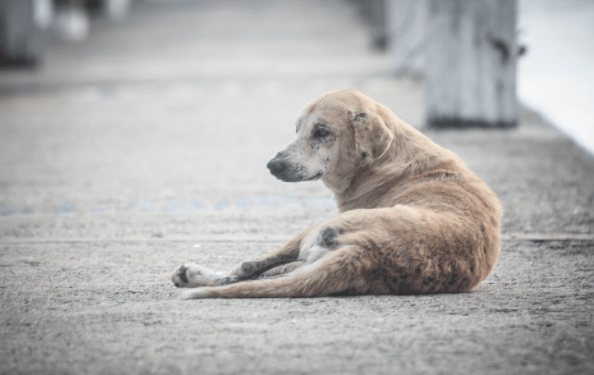 A Matter Of Debate- Should Stray Dogs Be Fed In Public Places