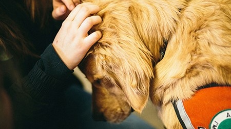A New Research Proves Cuddling A Dog Is Good For Health