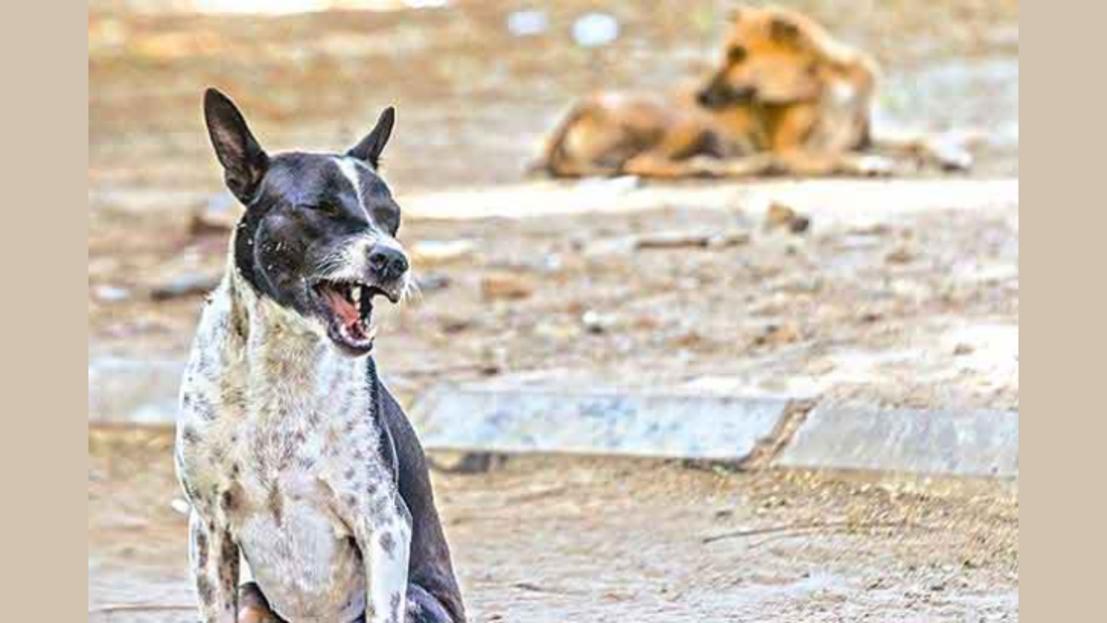 Adopt Indian dogs: PETA India’s new campaign