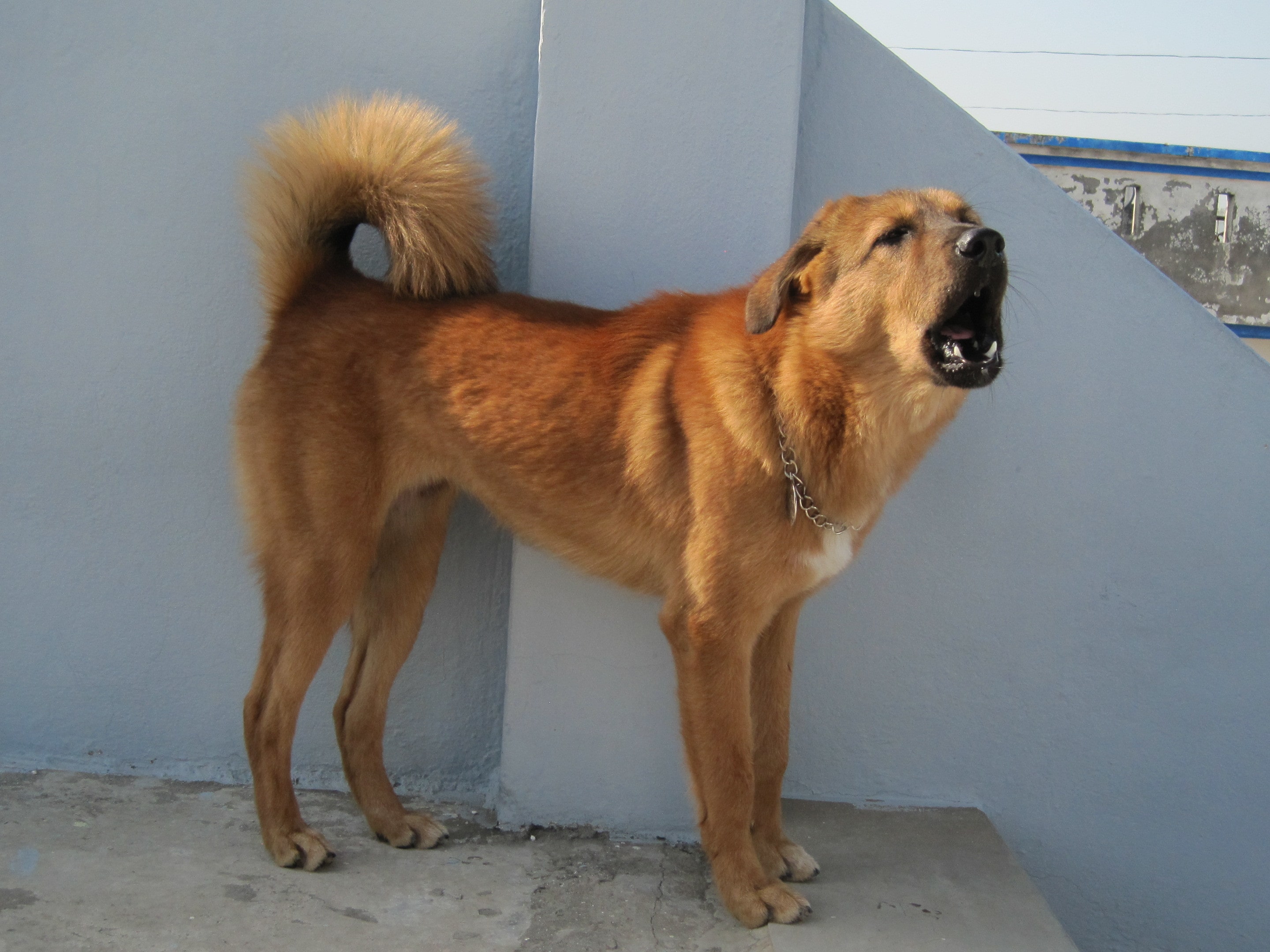 Chó Bakharwal