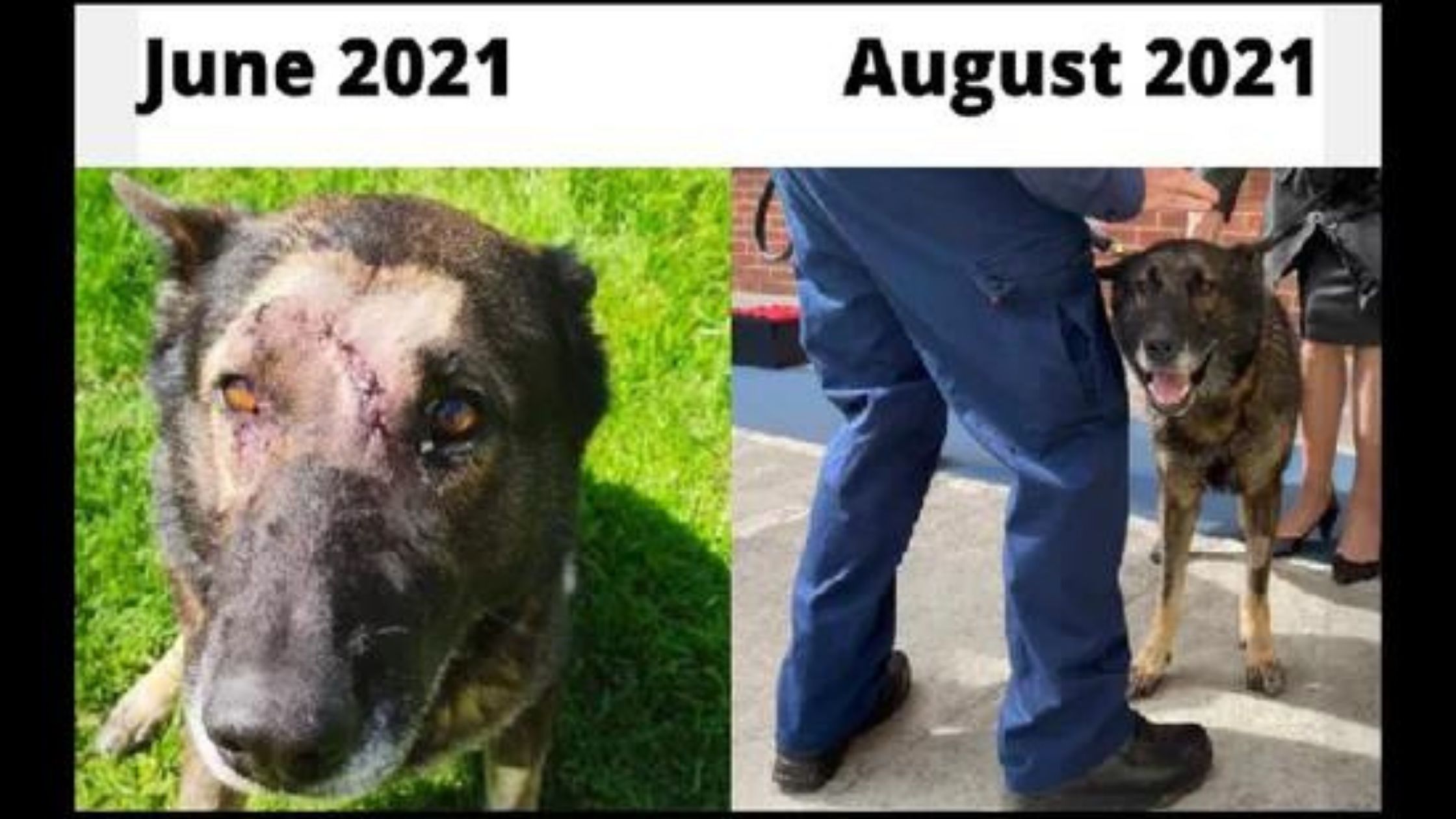 Croydon Police Dog Returns To Duty After Recovering From Stabbing