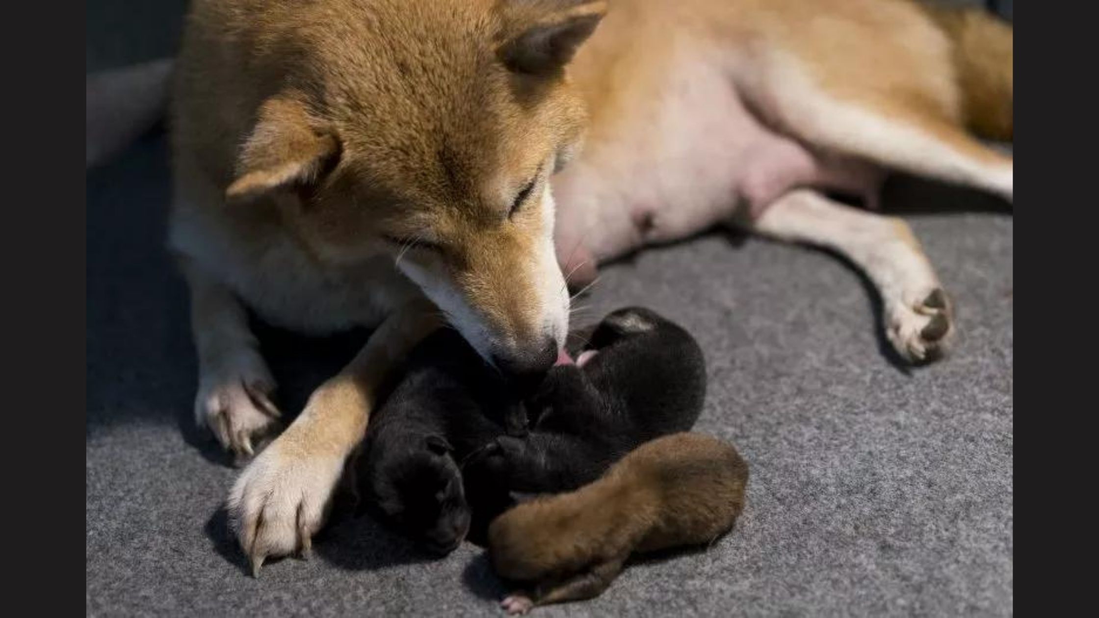 Grieving Mother Dog Adopts 10 Puppies