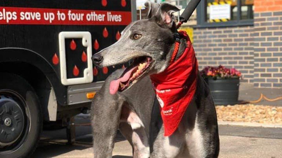 Hero Dog Retires After Donating Rare Blood For 6 Years In Leicestershire, England
