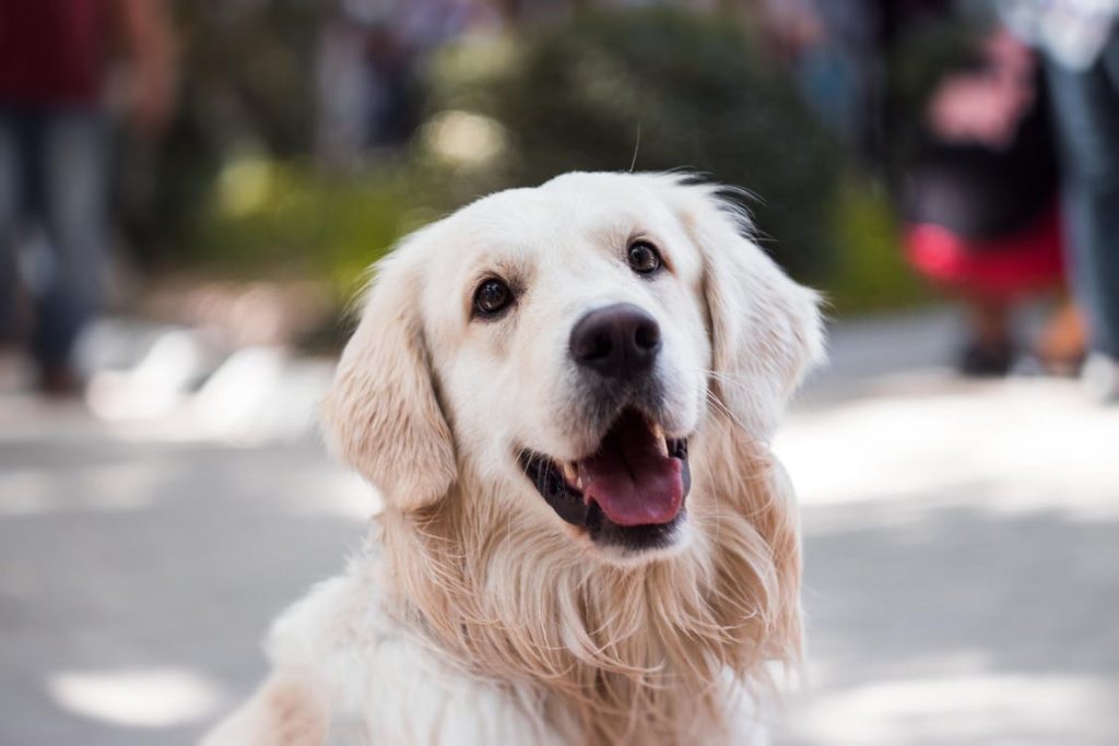 happy dog