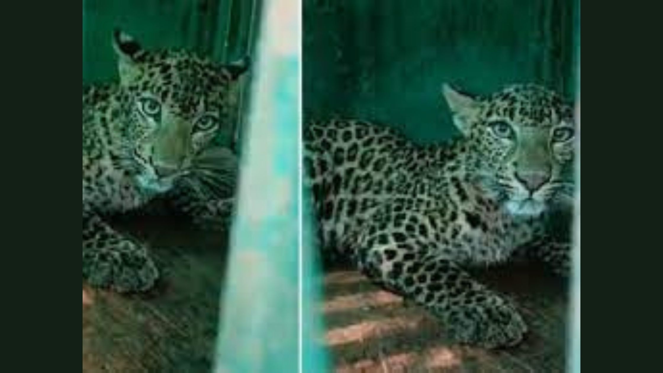 Timely Rescue by The Forest Officials Saves Both Dog and Leopard