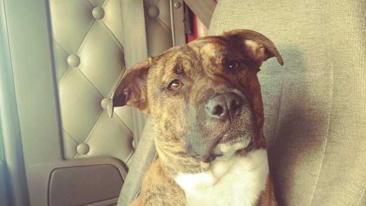 Help Find Dobby! Trucker needs help finding his pet dog in Nebraska